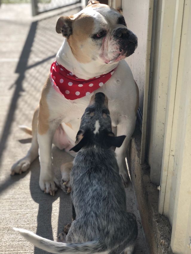 Dog Boarding Bryan College Station TX America s Country Store